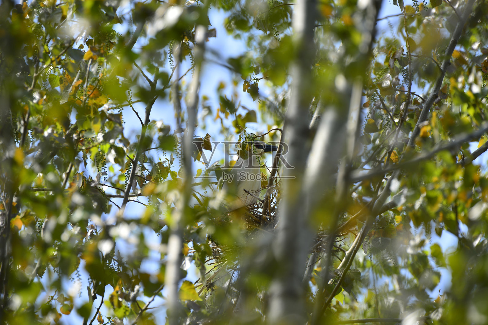 苍鹭在树上筑巢照片摄影图片