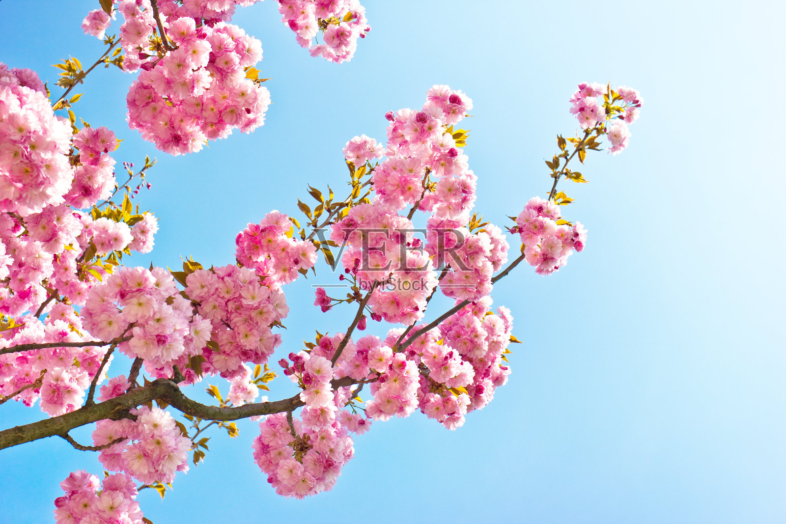 美丽的春天杏树花照片摄影图片