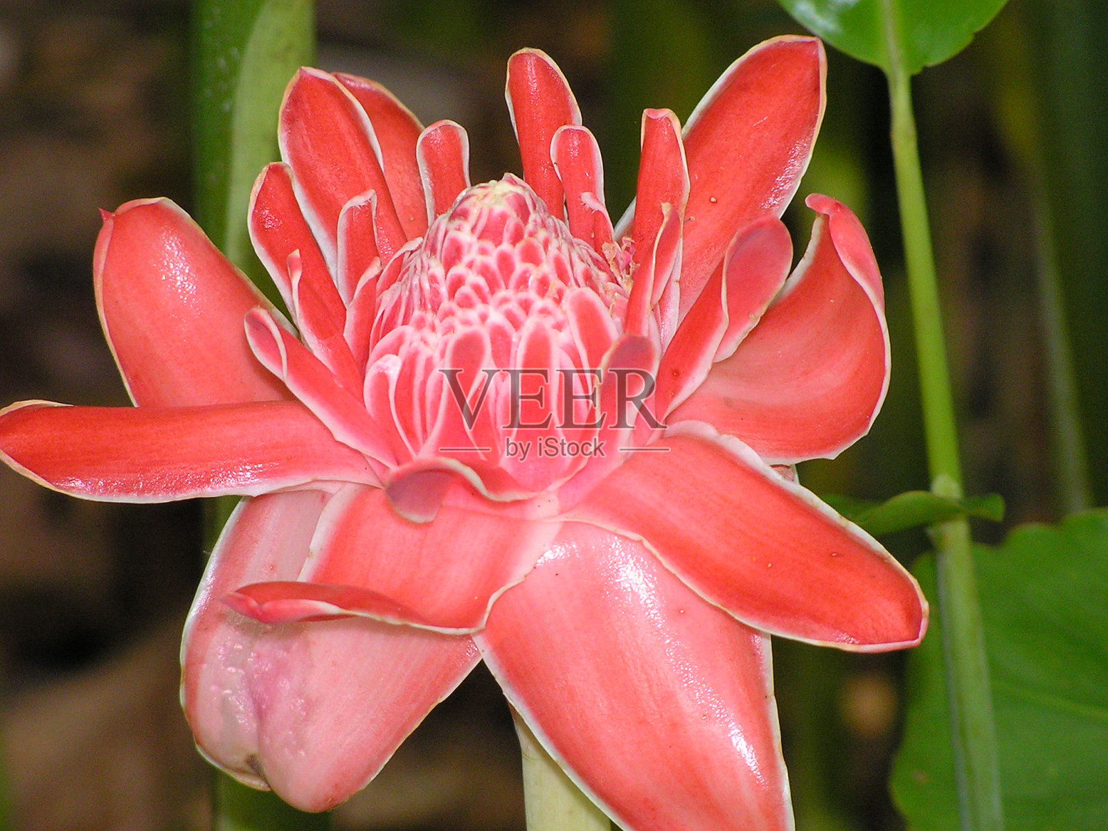 红姜Lily-Jamaica照片摄影图片