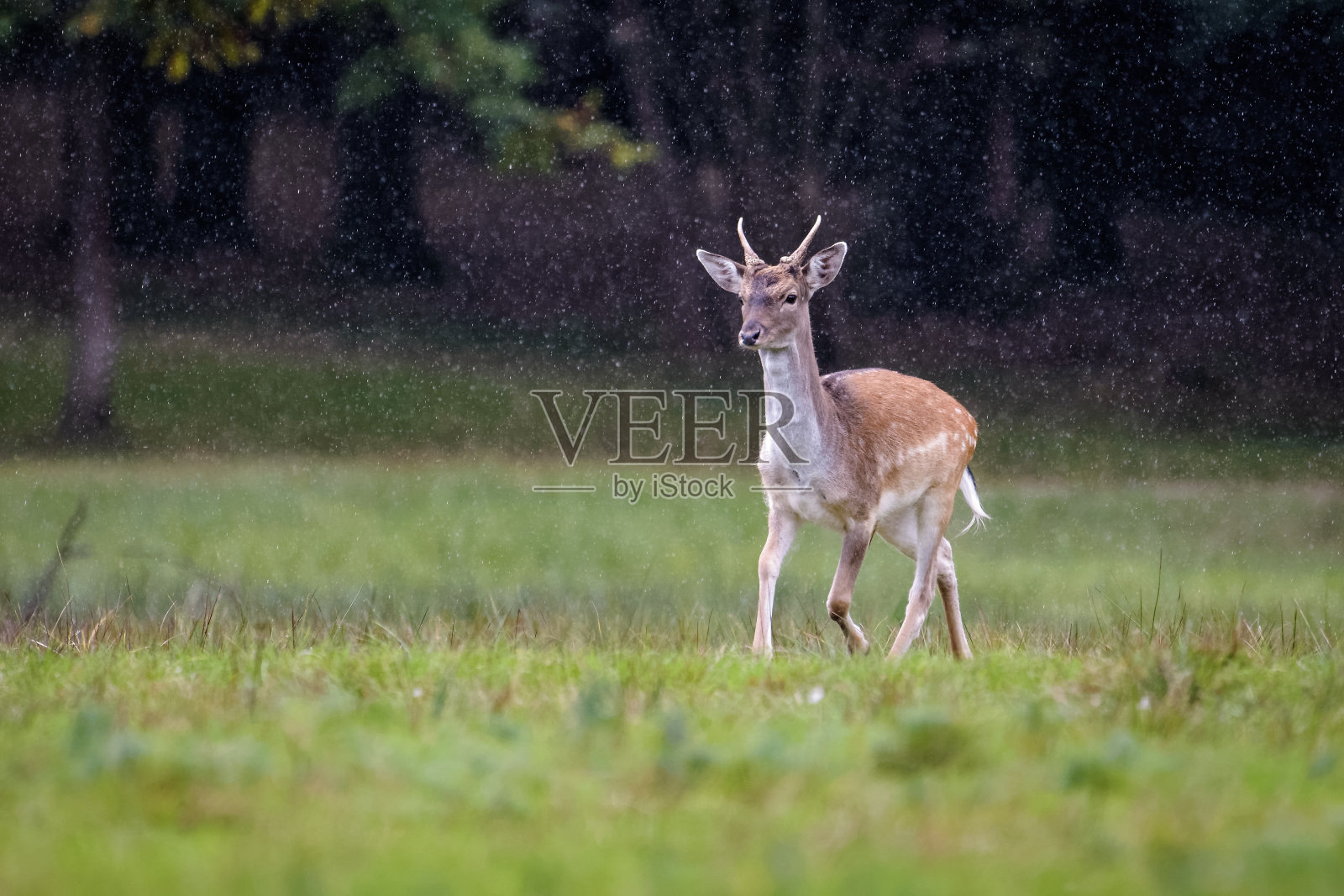 一只小鹿在雨中奔跑照片摄影图片