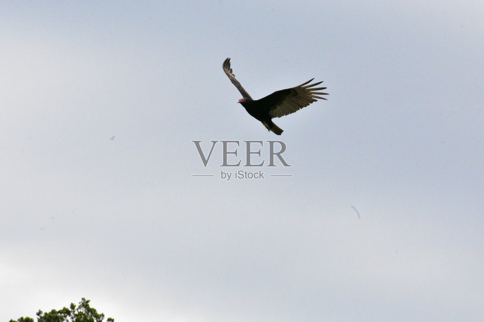 野生土耳其秃鹫照片摄影图片
