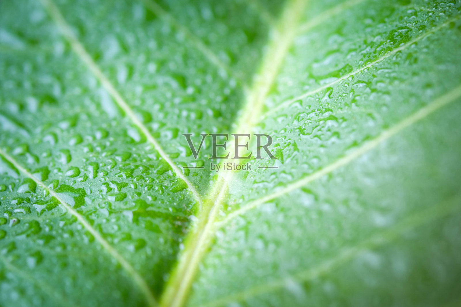 柔焦点自然背景纹理绿叶与水滴。照片摄影图片