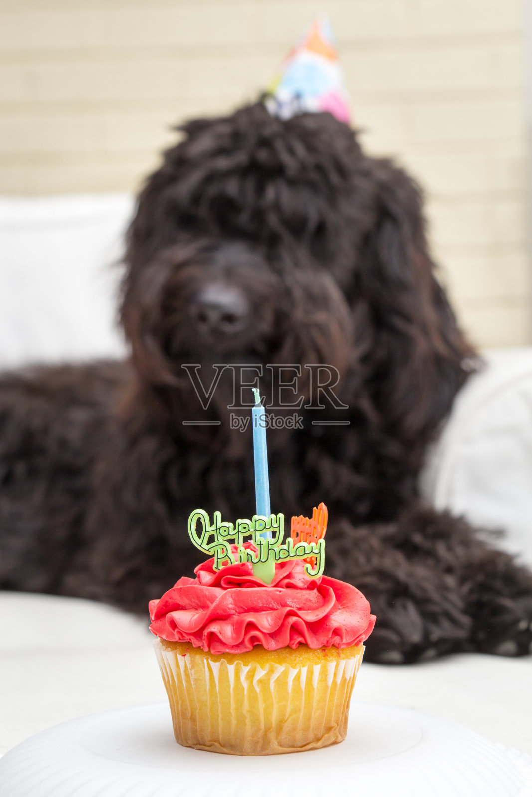 黑色长毛狗和生日蛋糕照片摄影图片