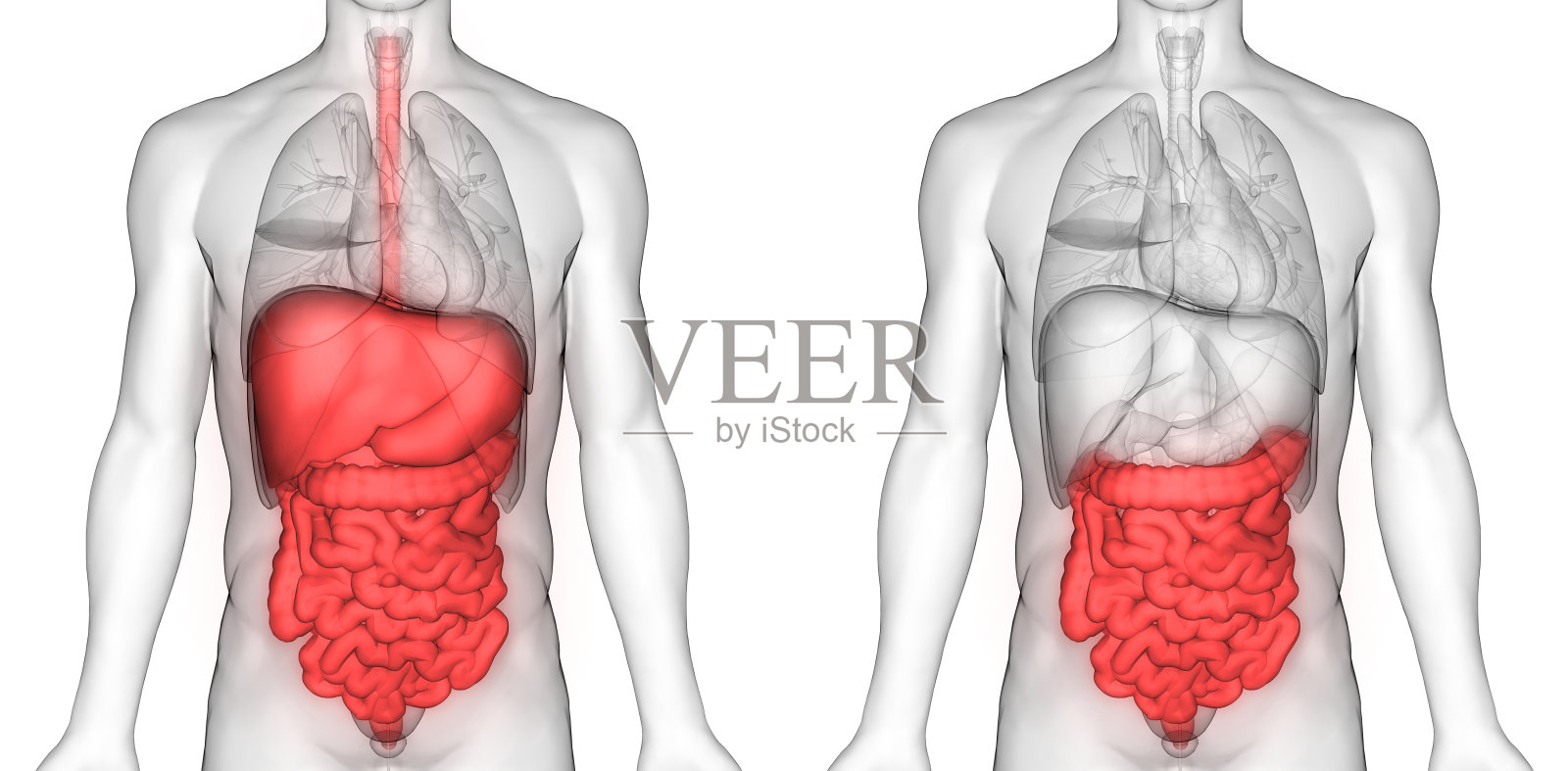 人体消化系统大小肠解剖照片摄影图片
