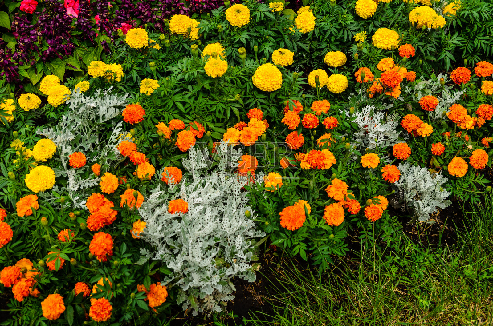 墨西哥万寿菊(万寿菊，阿兹特克万寿菊)种在花坛上照片摄影图片