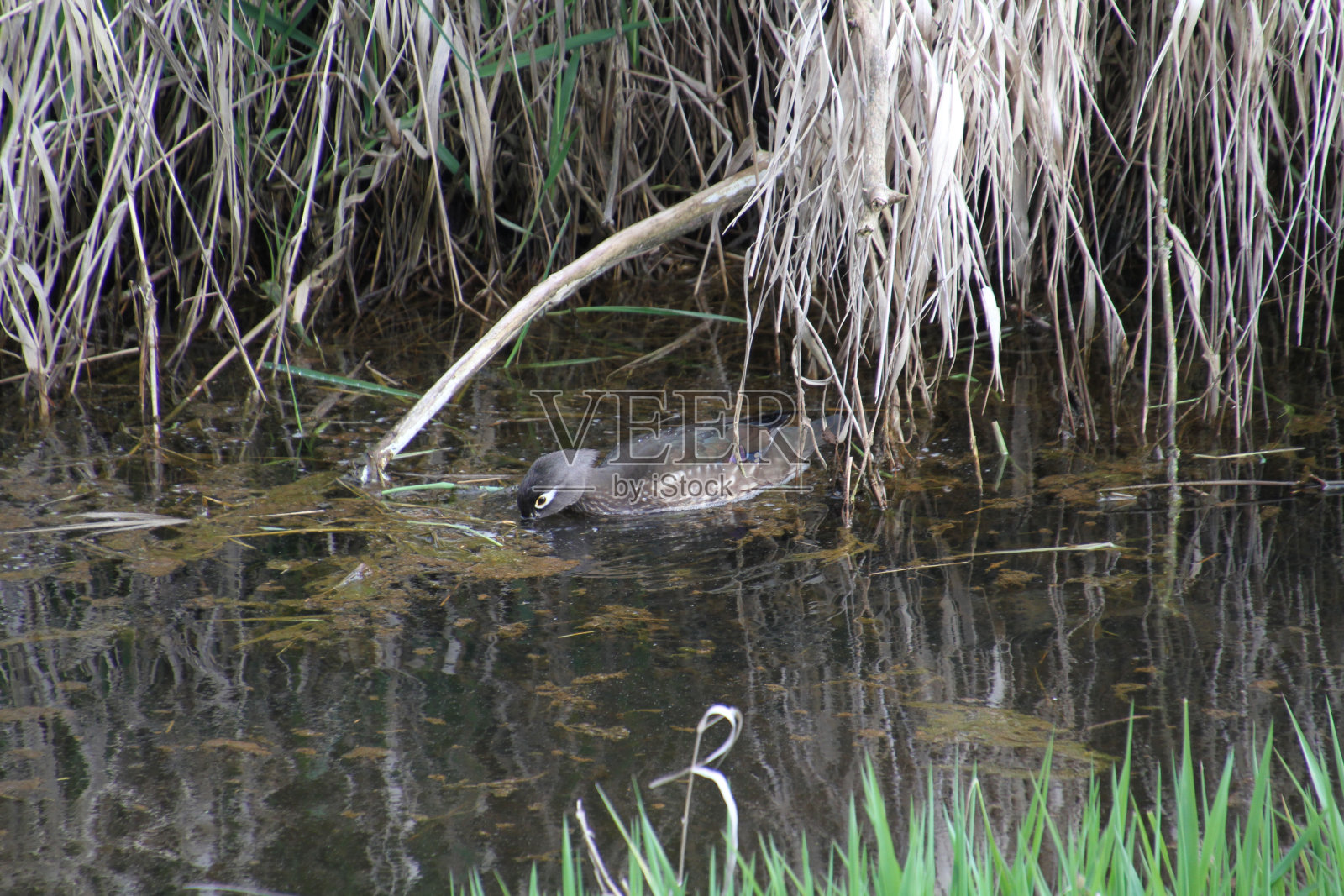 一只母林鸭正在一条满是浮渣的小溪上觅食照片摄影图片