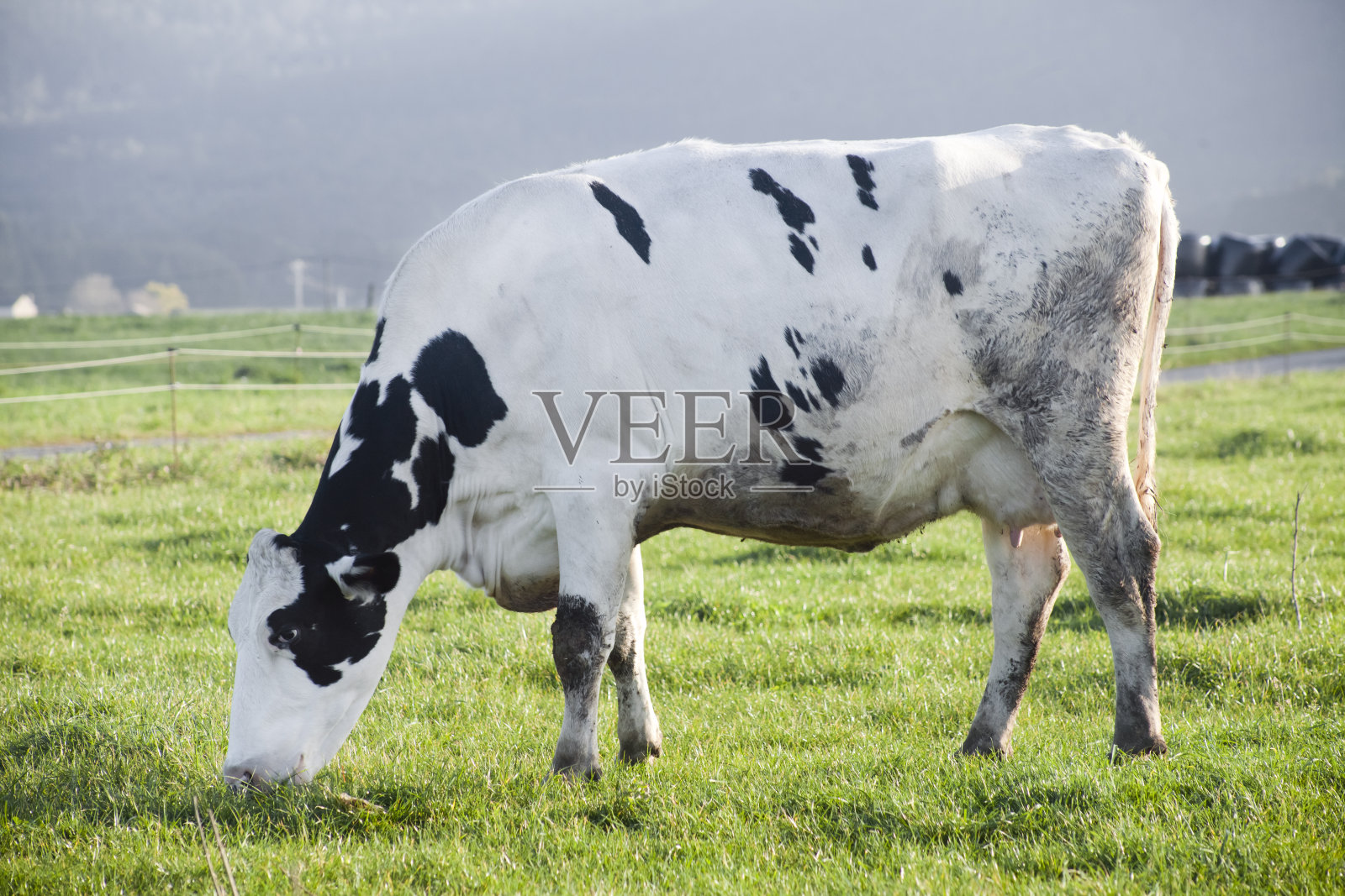 美丽的荷斯坦奶牛在草地上吃草的特写。照片摄影图片