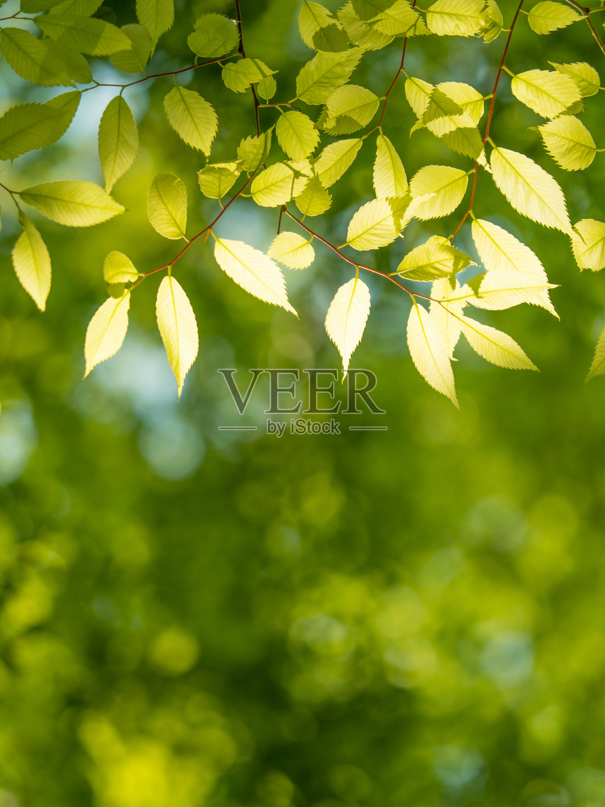 新鲜的绿色泽尔科娃树叶照片摄影图片