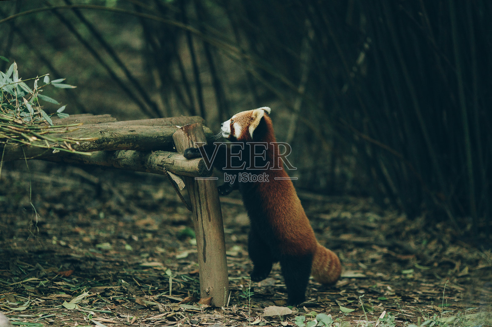 小熊猫和竹子照片摄影图片