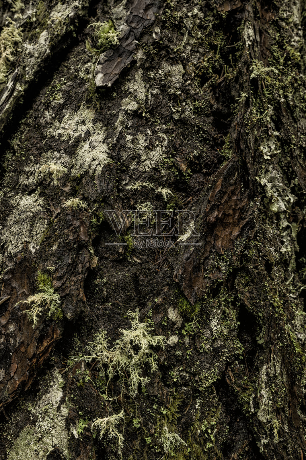 垂直特写的黄松树皮在雨林地衣苔藓照片摄影图片