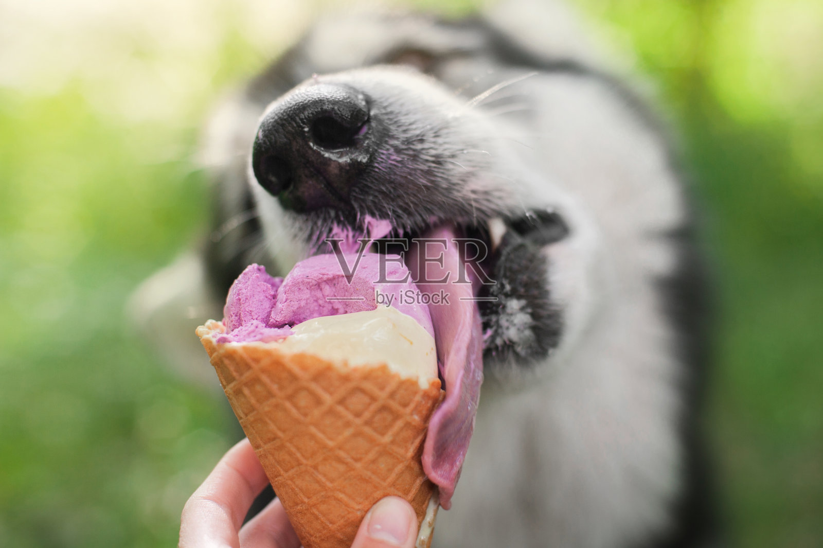 狗吃着装着华夫饼角的冰淇淋照片摄影图片