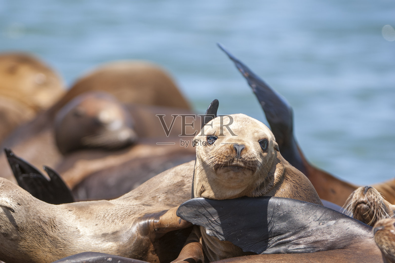 休养的野生海狮特写照片摄影图片