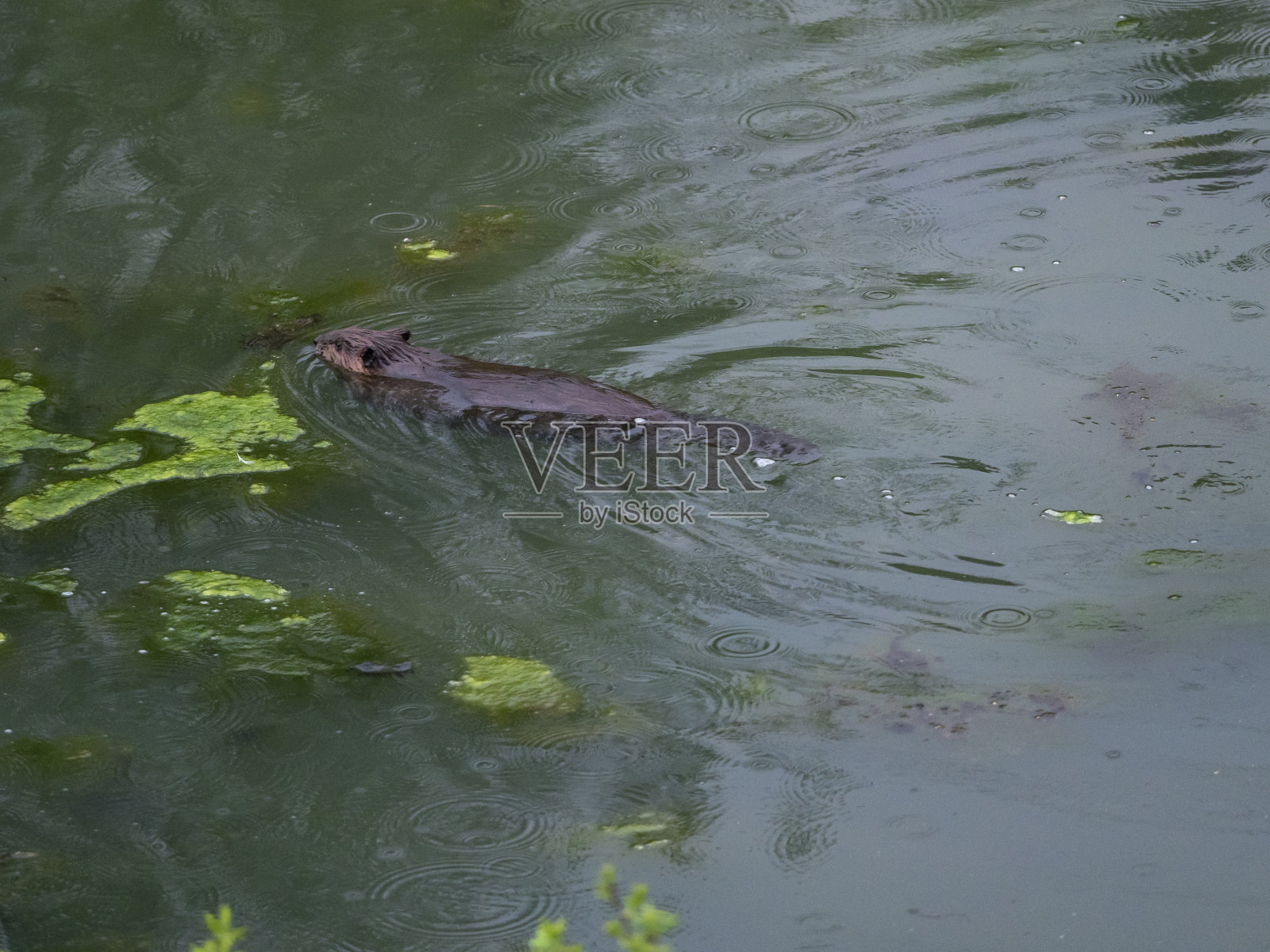 海狸北美蓖麻加拿大在池塘里游泳照片摄影图片