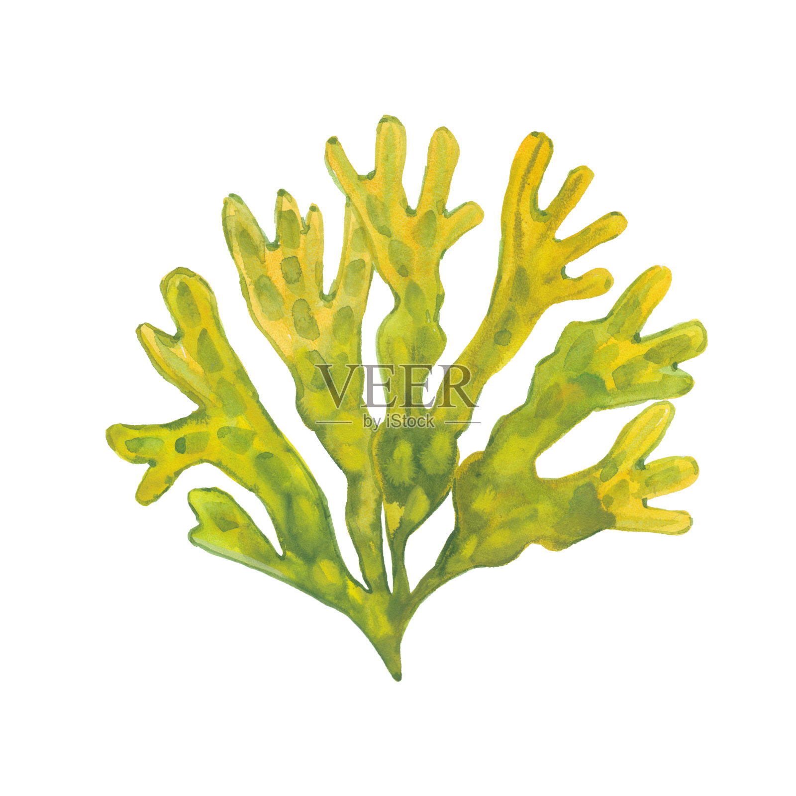 水彩藻类墨角藻属插画图片素材