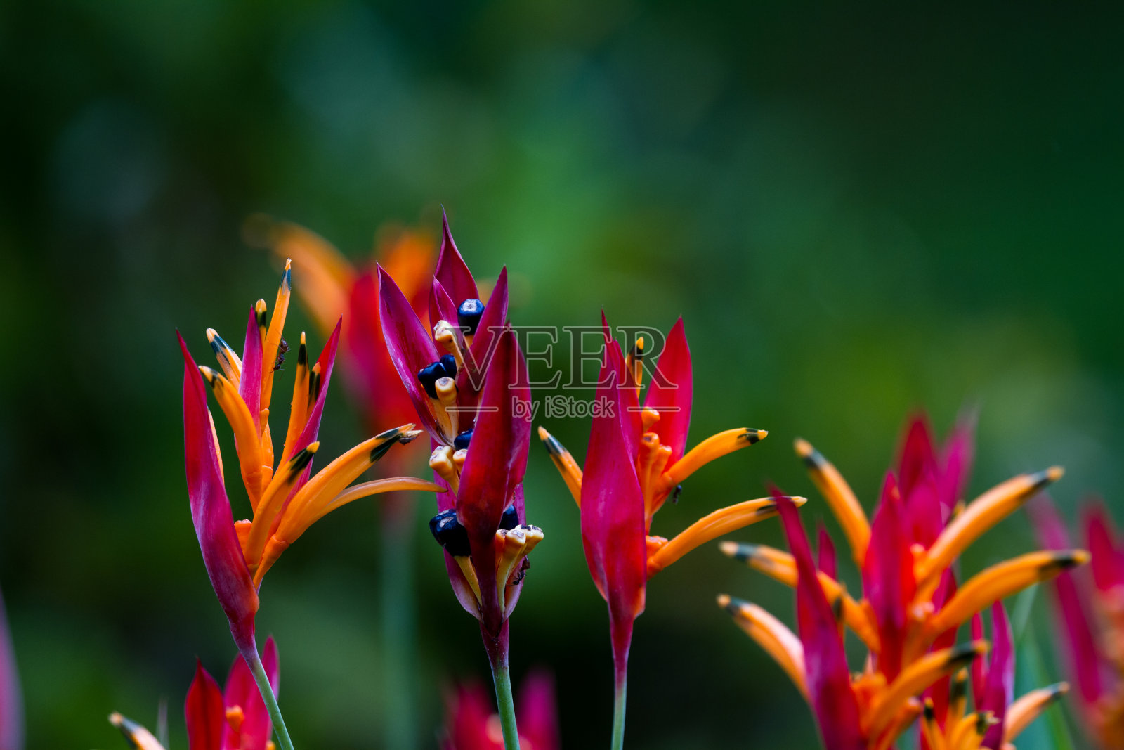 热带植物照片摄影图片
