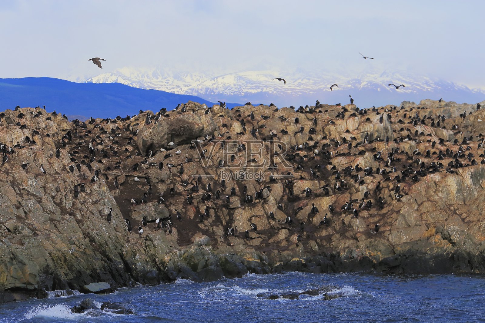 比格尔海峡和海鸟岛殖民地-雪顶安第斯，乌斯怀亚照片摄影图片
