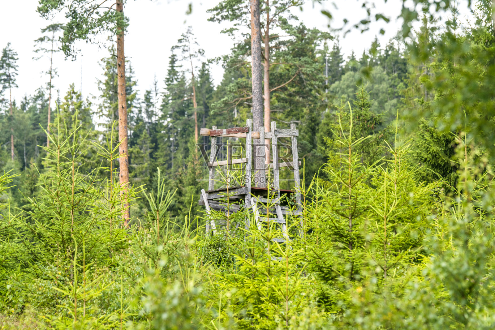 森林中古老的木制狩猎塔照片摄影图片