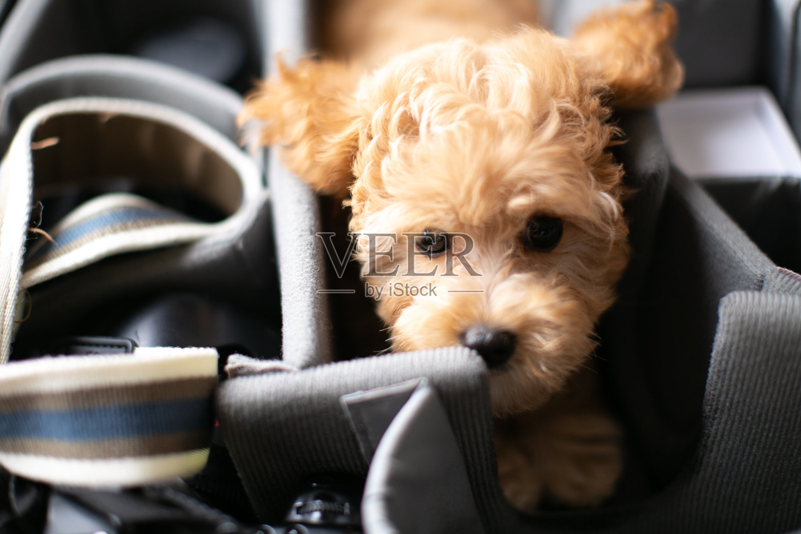 相机袋上的小狗玩具狮子狗照片摄影图片