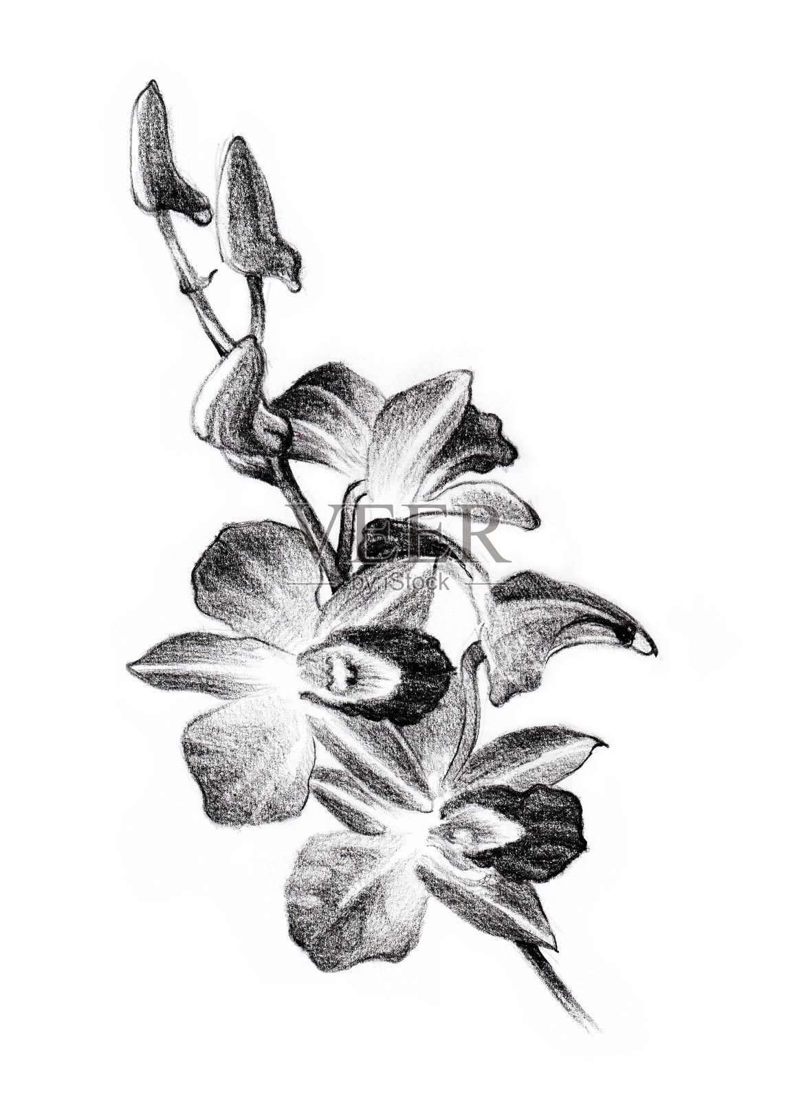 花卉素描，兰花花束手绘插画图片素材