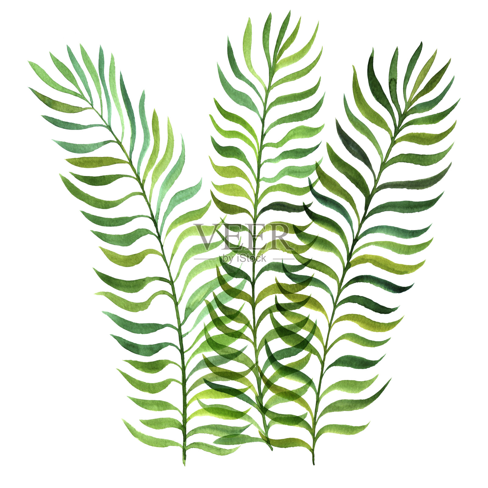 水彩蕨类植物的叶子插画图片素材