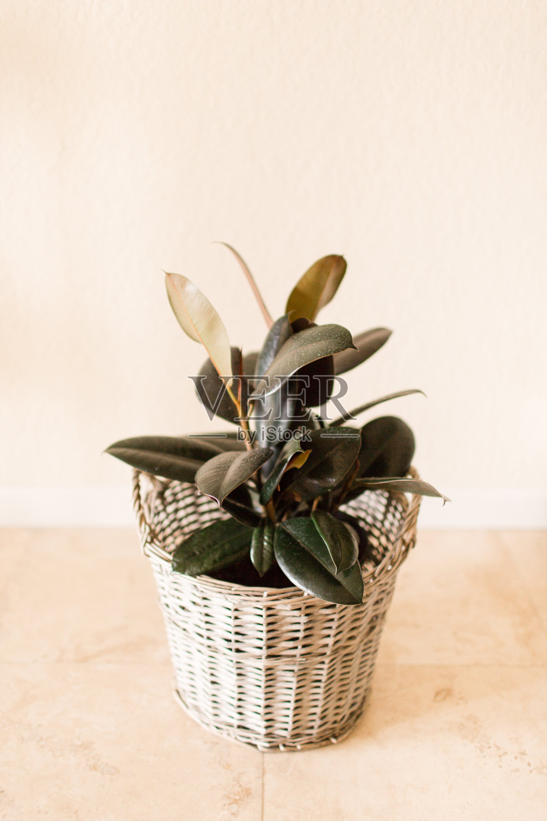 勃艮第榕属橡胶植物照片摄影图片