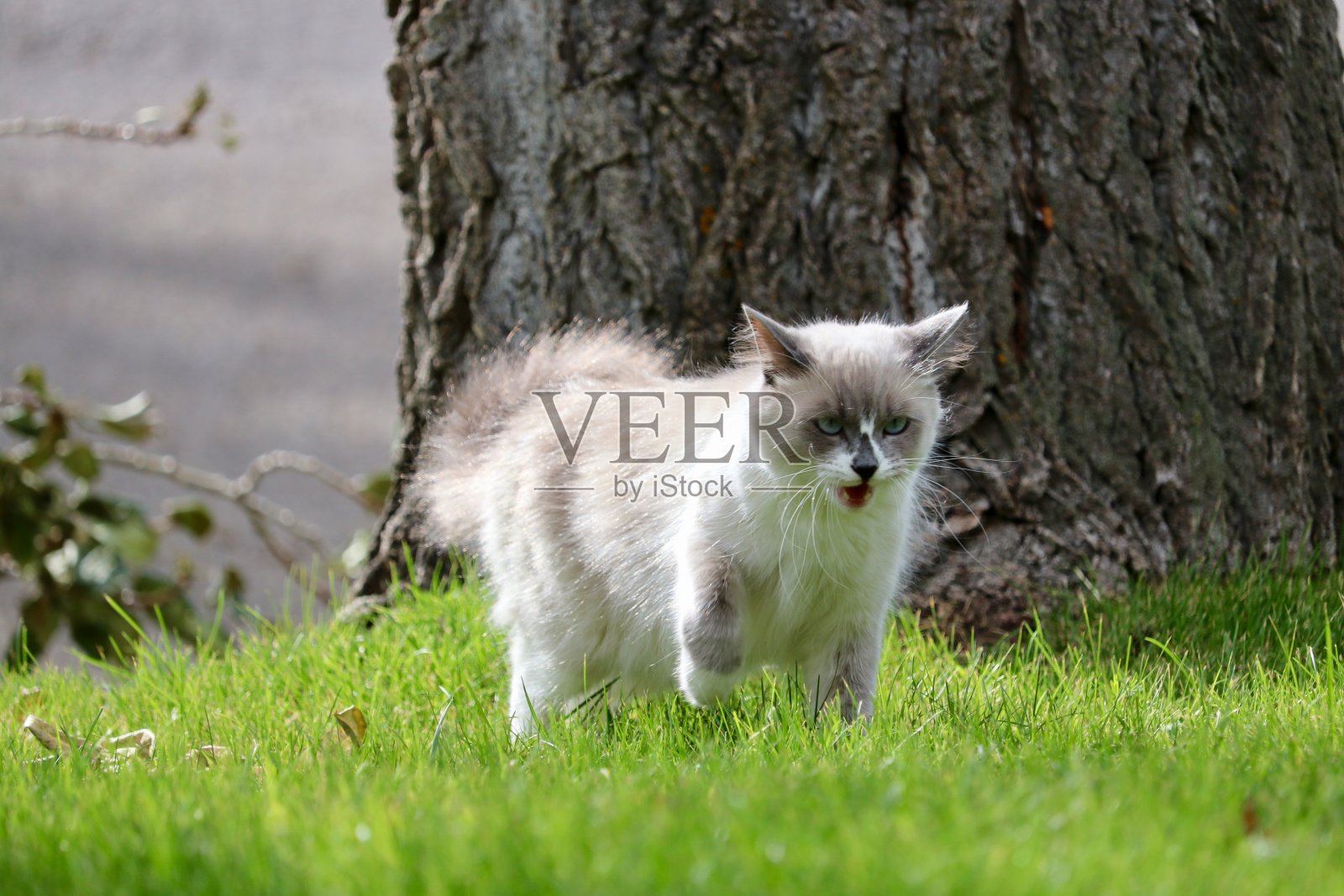 纯种布偶猫在草丛中走来走去照片摄影图片