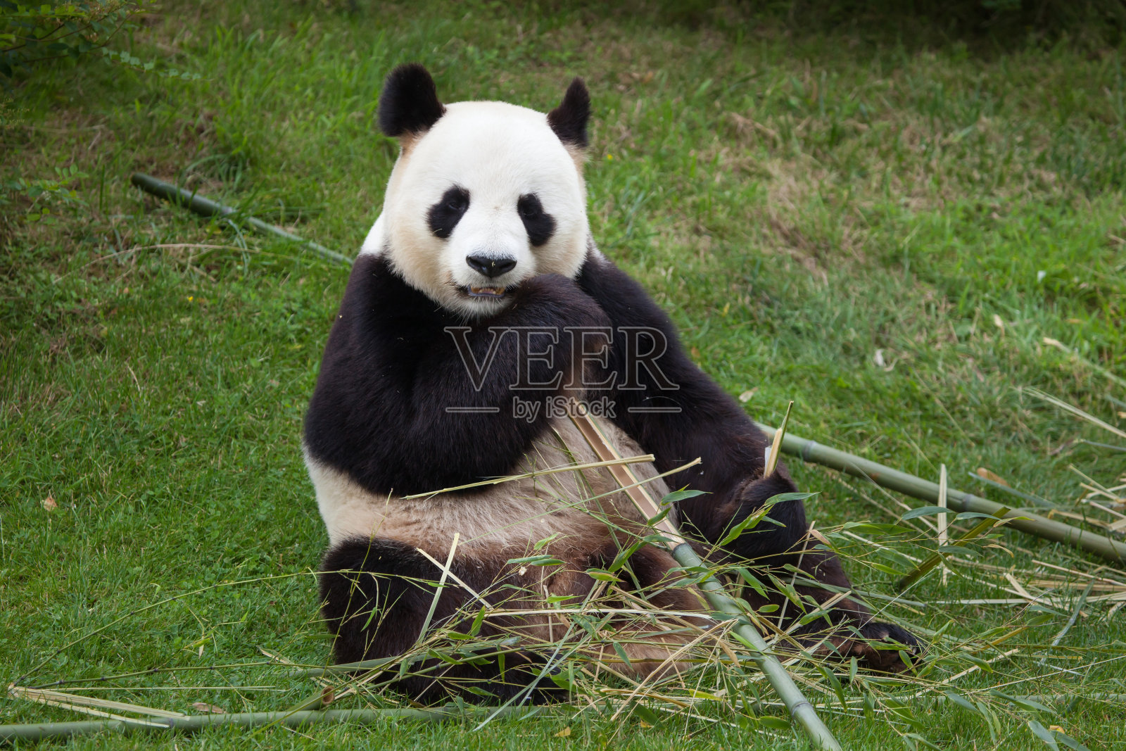 大熊猫(Ailuropoda melanoleuca)。照片摄影图片