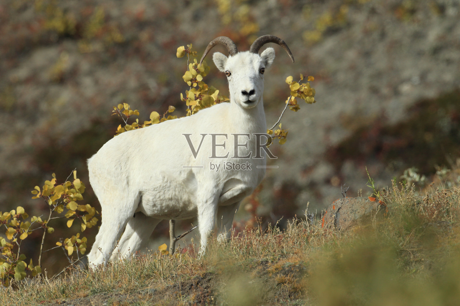 来自美国阿拉斯加的羊ewe (Ovis dalli)照片摄影图片