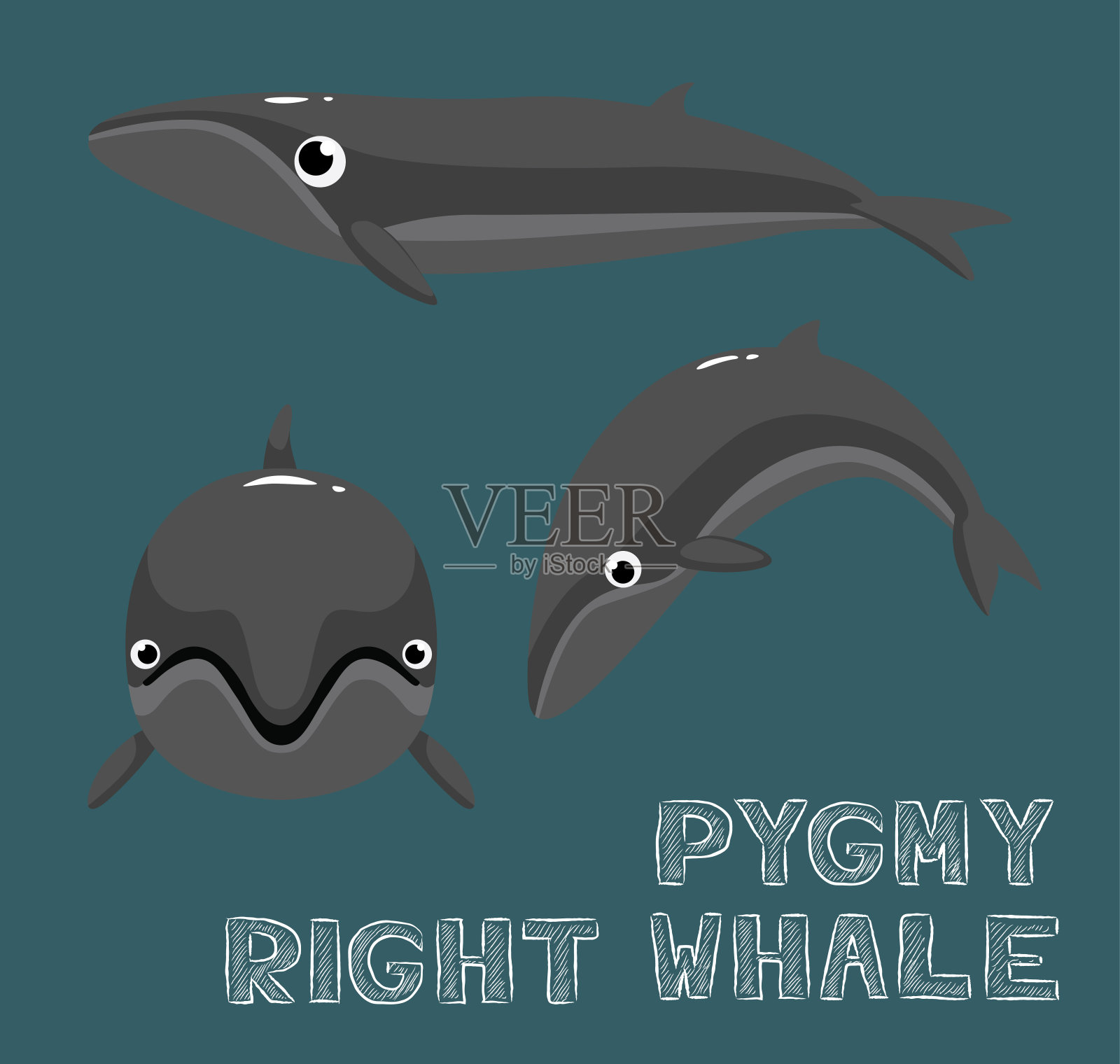 侏儒露脊鲸卡通矢量插图设计元素图片