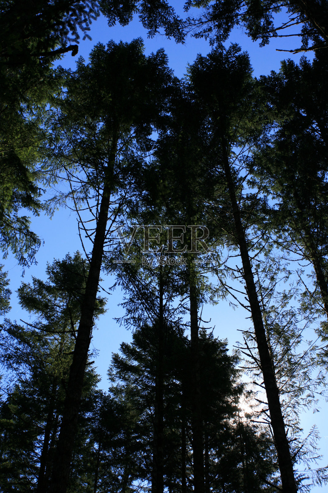 太平洋西北的森林和道格拉斯冷杉树照片摄影图片
