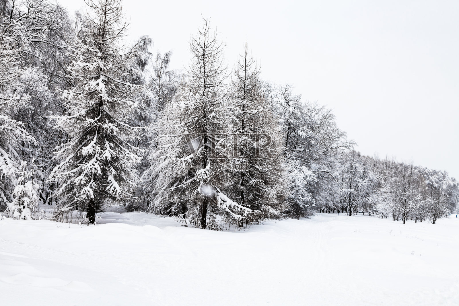 雪花覆盖的冷杉和落叶松照片摄影图片