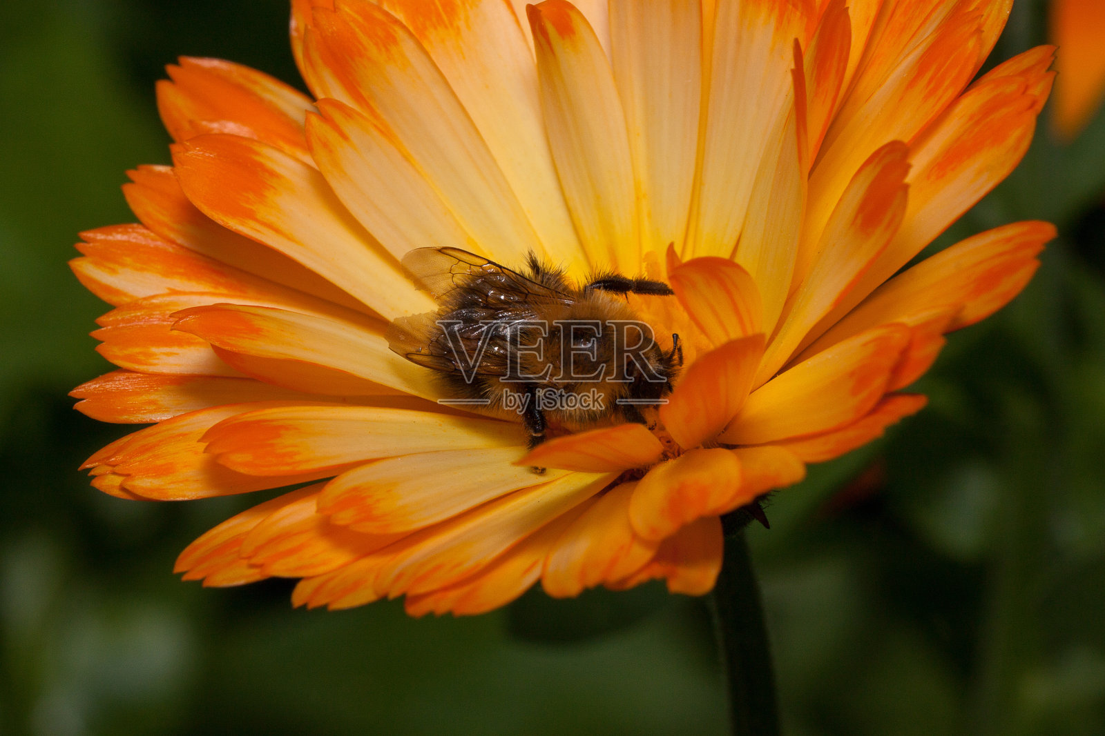 大黄蜂正在从一朵金盏花上采集花蜜。动物在野生动物。照片摄影图片