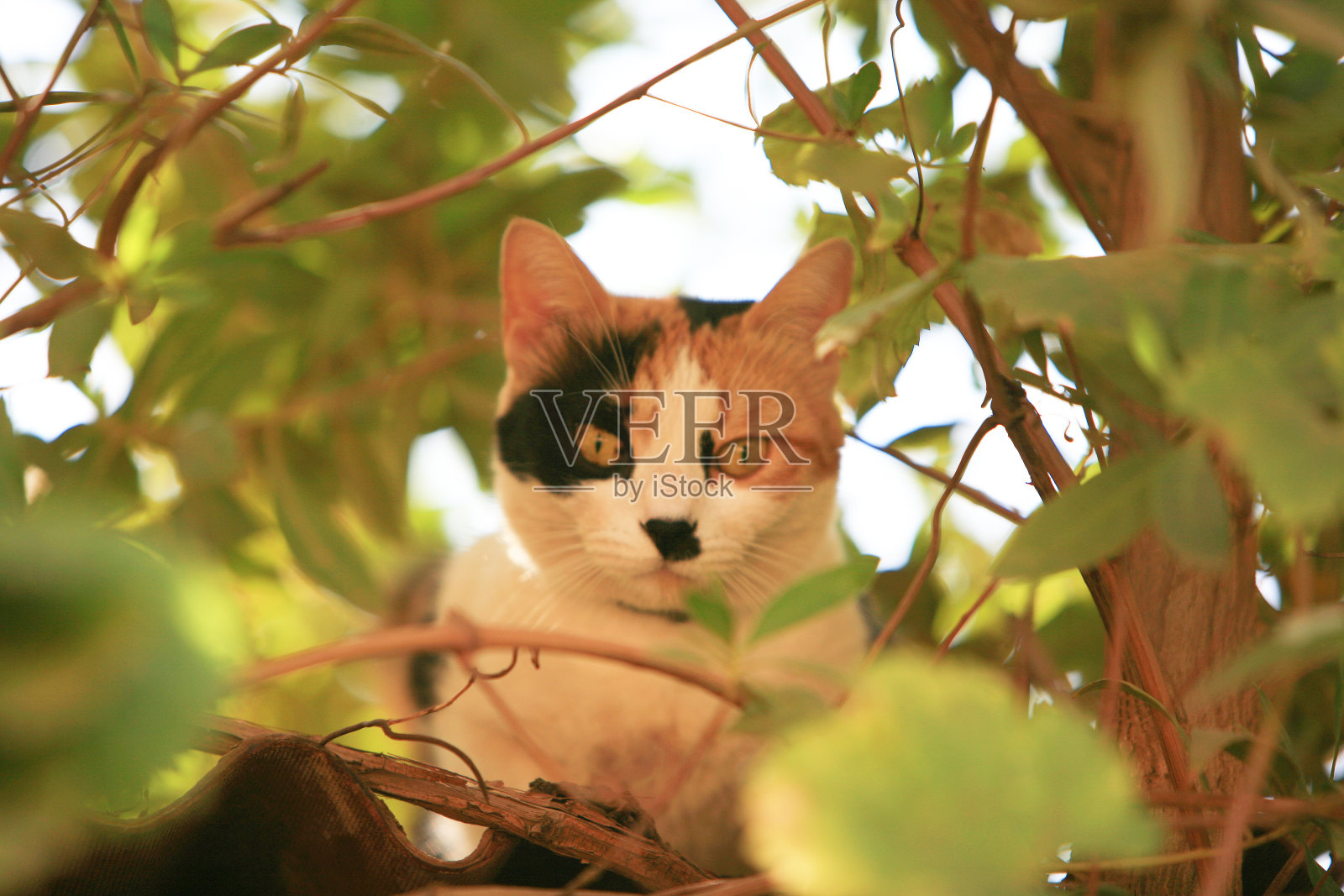 在喀土穆，苏丹花园的一只白花猫的特写照片摄影图片