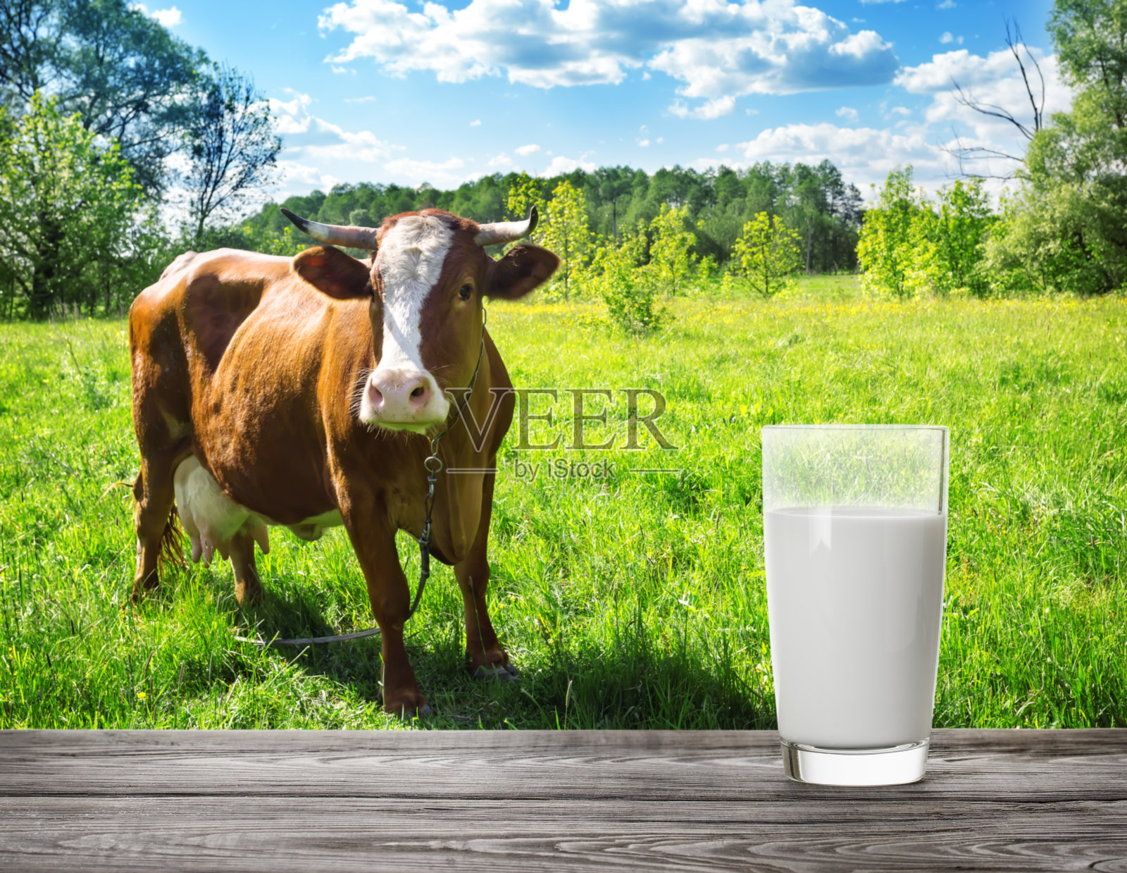 在棕色奶牛的草地背景下，一杯牛奶照片摄影图片