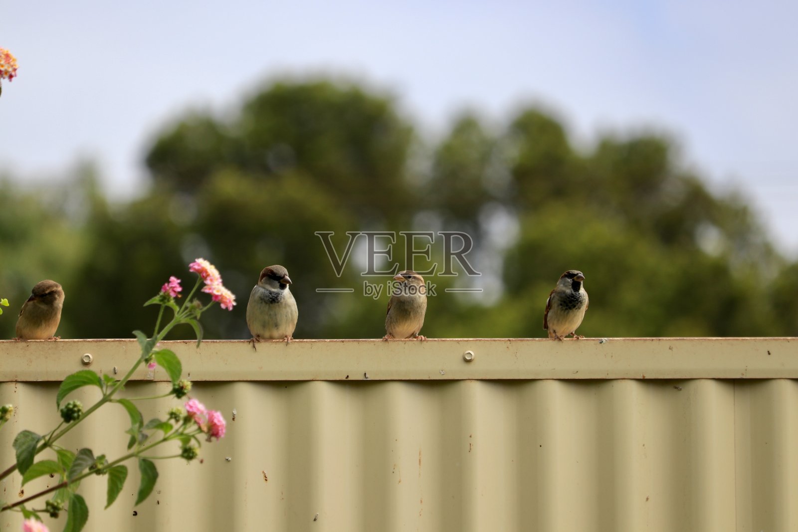 四只麻雀栖息在后院的金属篱笆上照片摄影图片