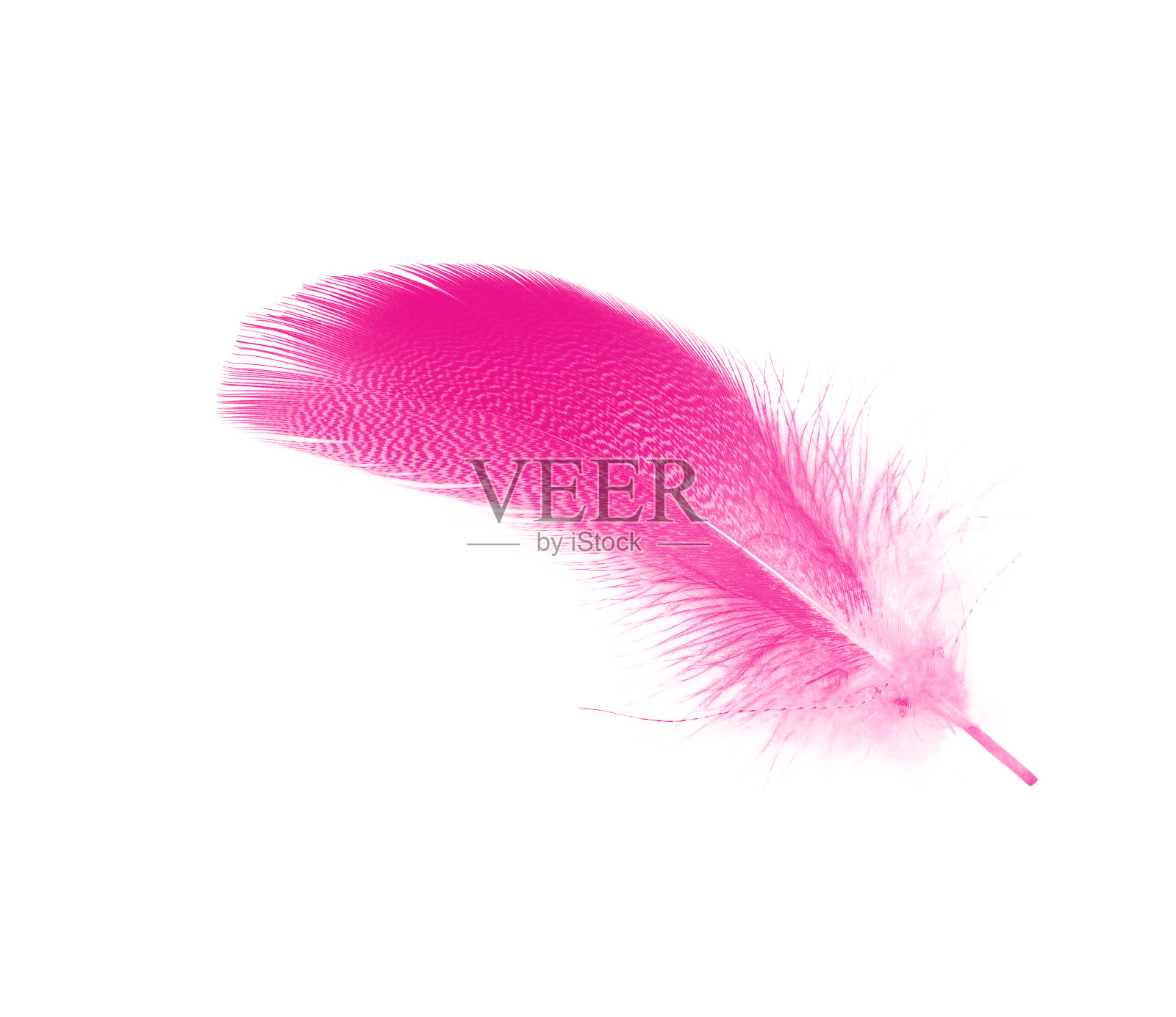 美丽的粉红色洋红色羽毛孤立在白色背景上照片摄影图片
