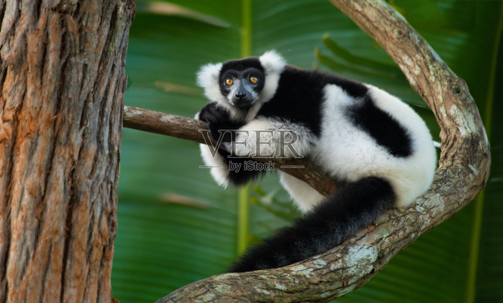 马达加斯加雨林中的狐猴照片摄影图片