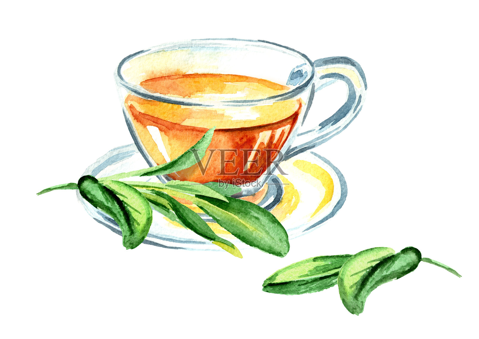 草药丹参。一杯药茶。鼠尾草叶冲剂。手绘水彩插图，孤立的白色背景插画图片素材