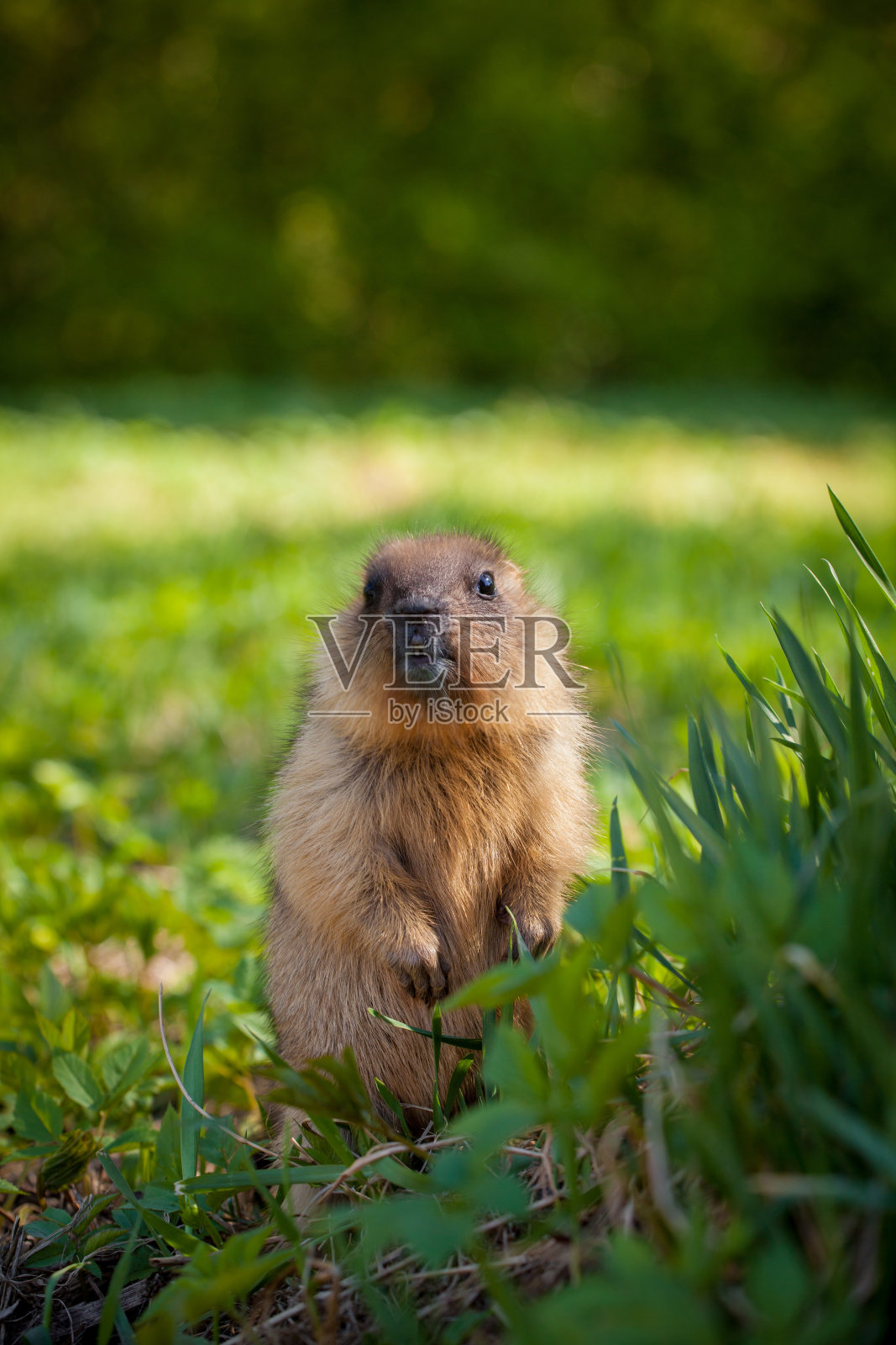 草地上的土拨鼠幼崽照片摄影图片