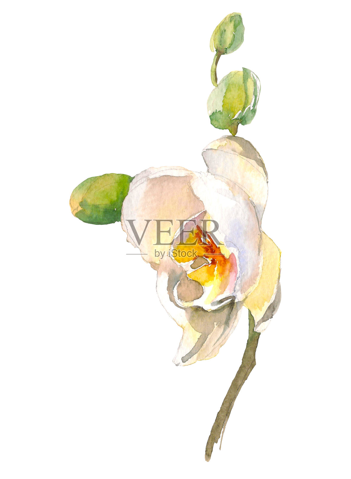 手绘水彩画温柔的白色兰花枝孤立在白色的背景。夏威夷、泰国、亚洲的热带花卉插画图片素材