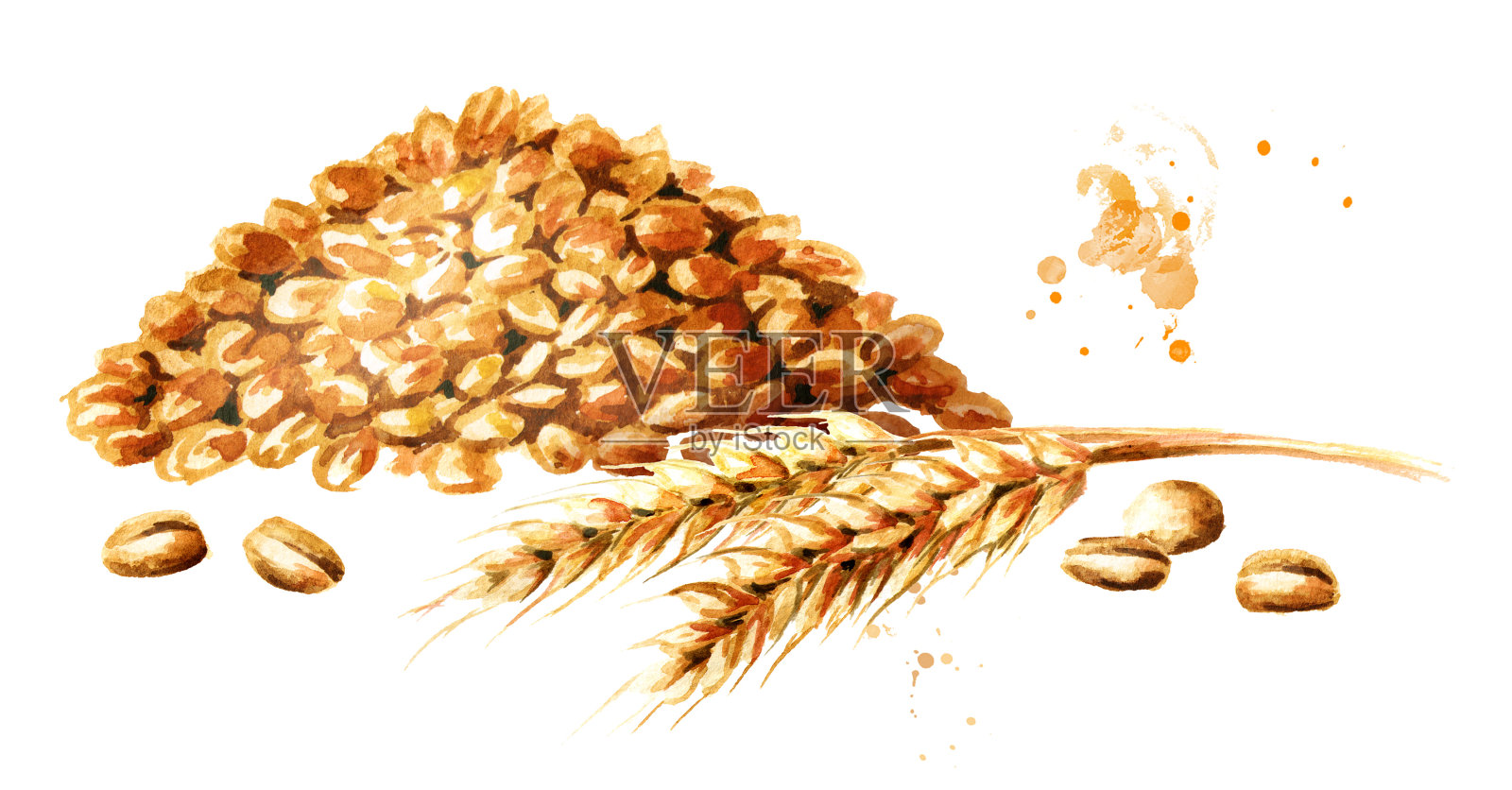 Wheat ear and a bunch of grain. Watercolor hand drawn illustration, isolated on white background插画图片素材