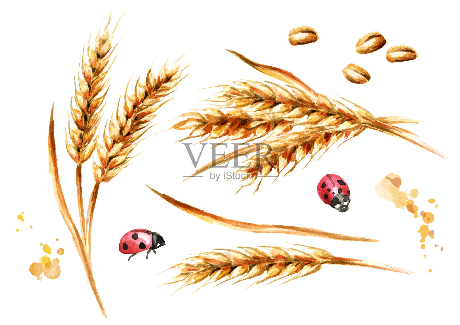 小麦穗和种子结实。水彩手绘插图，孤立的白色背景设计元素图片
