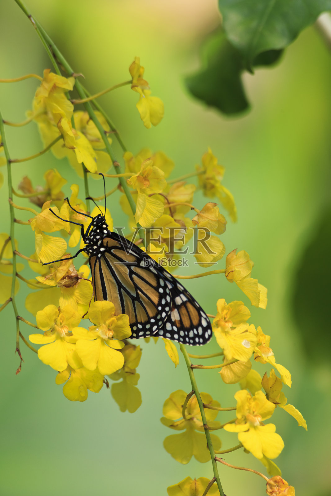 黄兰花上的帝王蝶照片摄影图片