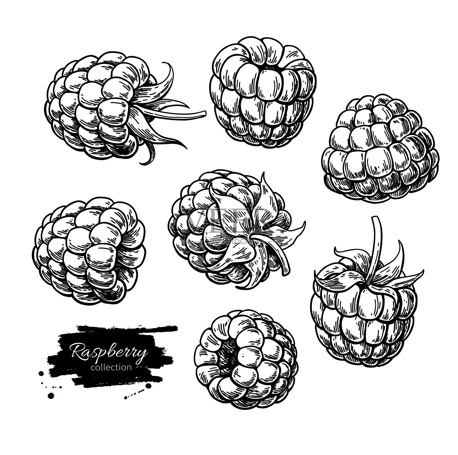 树莓矢量图。孤立的浆果枝素描在白色的背景。插画图片素材