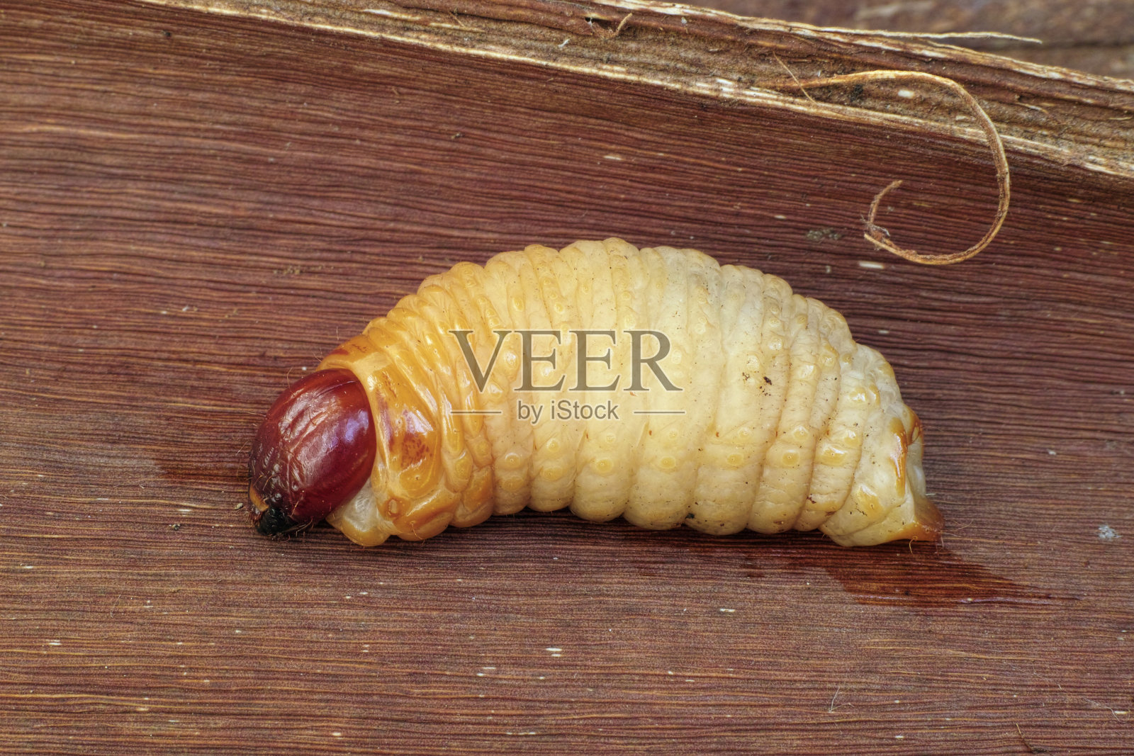 红棕榈象鼻虫的幼虫照片摄影图片