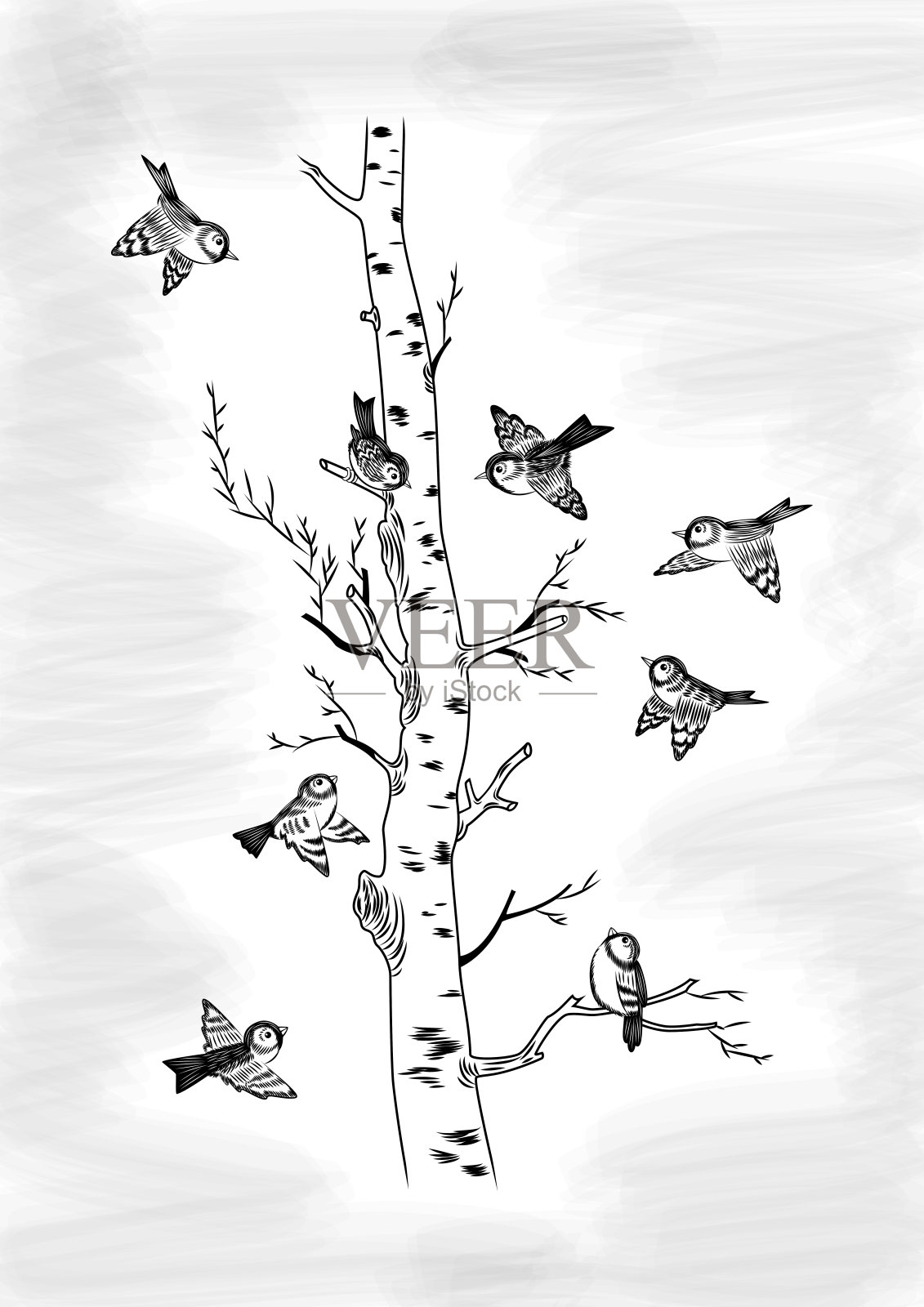 麻雀和桦树插画图片素材
