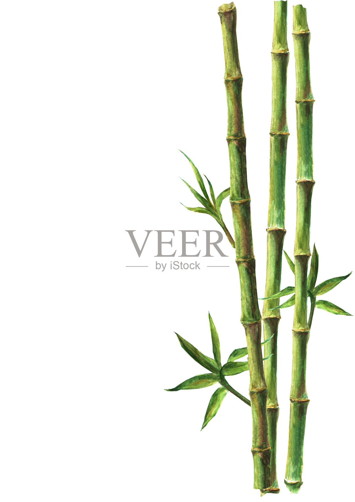 白色背景上孤立的绿色竹类植物设计元素图片