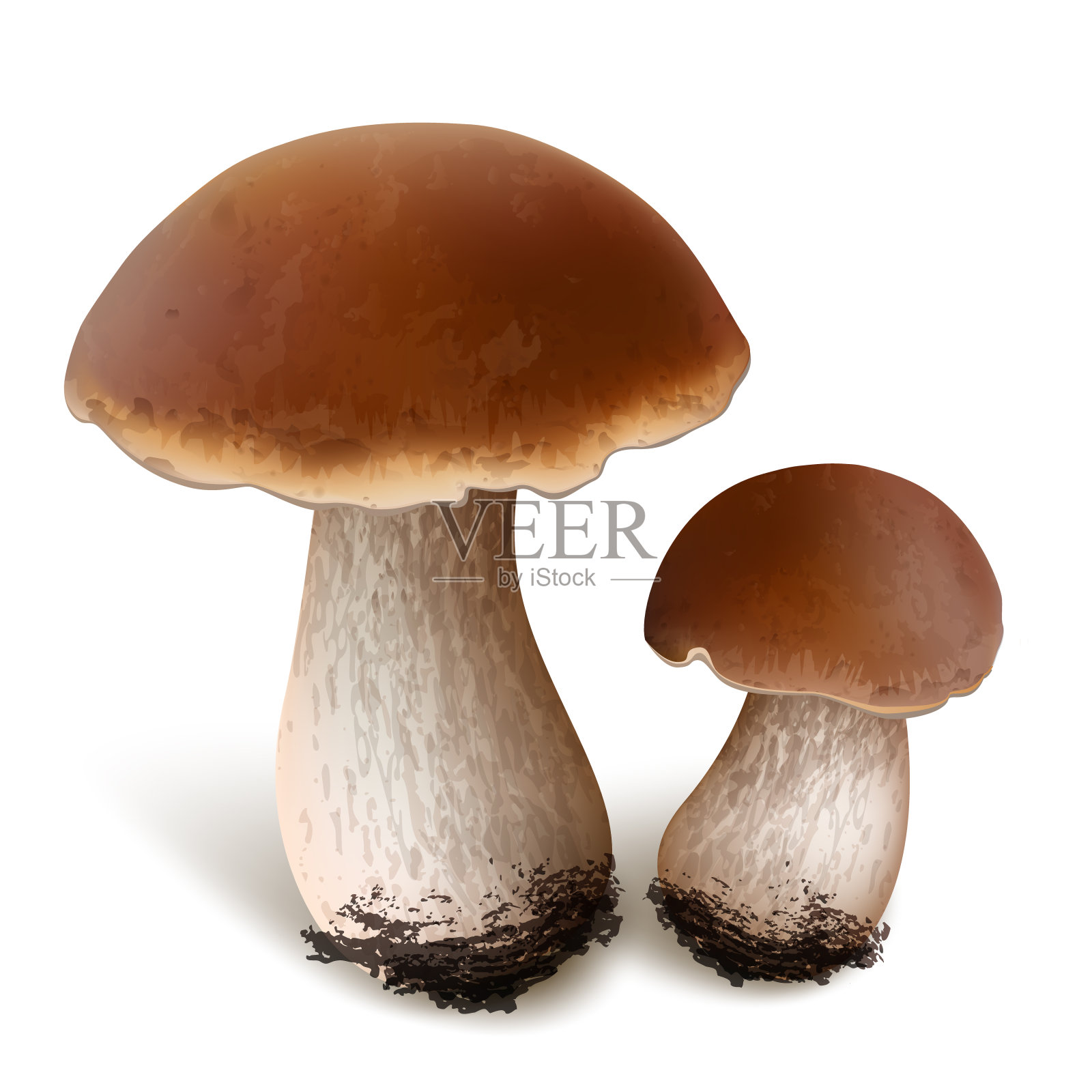 牛肝菌向量蘑菇设计元素图片