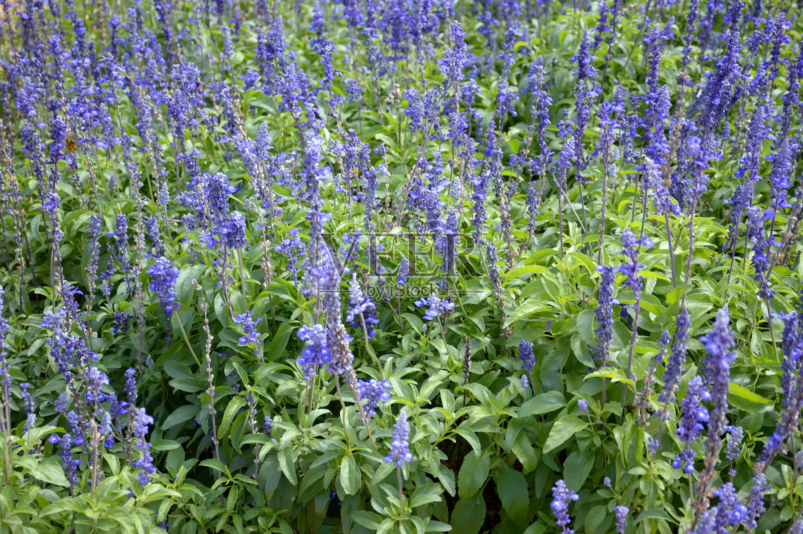 大自然花园里的蓝色鼠尾草一串红照片摄影图片