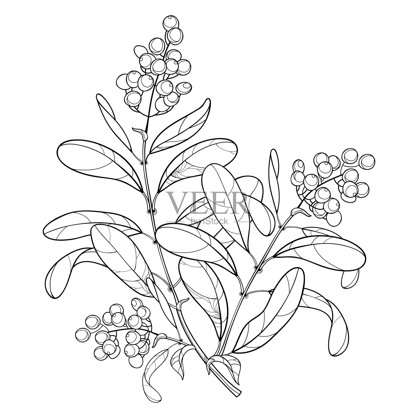 带菌者分枝具轮廓有毒植物女贞或女贞。果串，浆果和华丽的叶在黑色孤立在白色的背景。插画图片素材